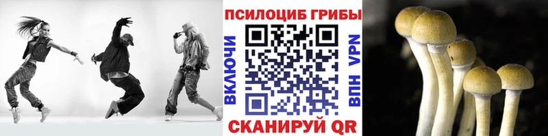 мега маркетплейс  продажа наркотиков  Черемхово  Псилоцибиновые грибы Cubensis 